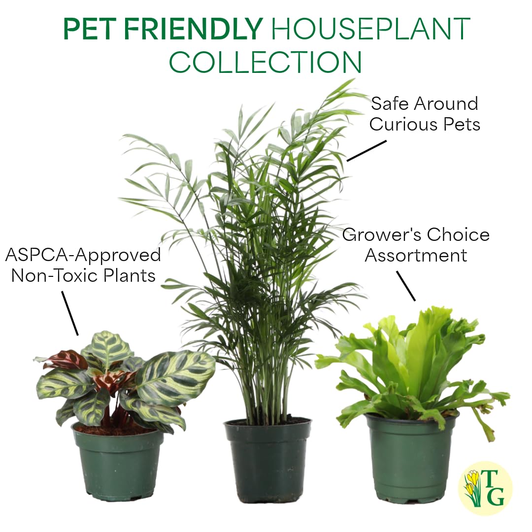 Thorsen's Greenhouse Live Pet Safe Houseplants (3 Pack), Easy to Grow, Pet Friendly & Non-Toxic, Grower's Choice Bundle, 4-inch Diameter Established Plants, Nursery Pot (3-Pack)