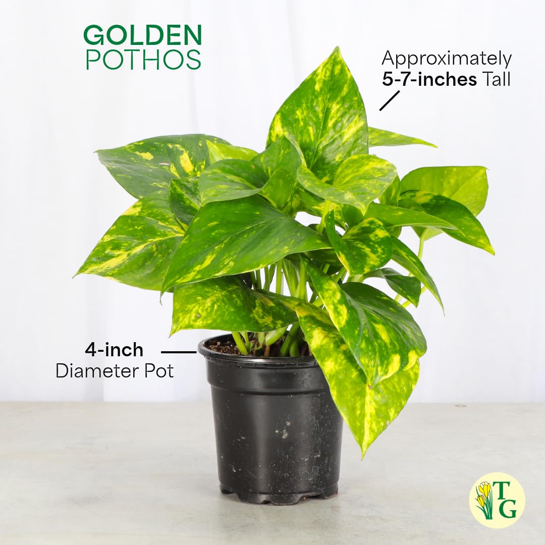 Thorsen's Greenhouse Golden Pothos, Live Indoor Vining Plant, Easy to Grow, Variegated Houseplant, Natural Air Purifier (Coffee, 4-inch Pot)