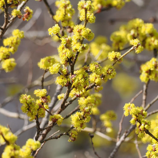 Live Spicebush Plant, Fragrant Plant, Low Maintenance, 8-12 Inches Tall in Quart Pot for Outdoor Planting