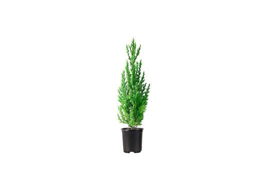 Spiny Greek Juniper | 1 Live 4 Inch Pot | Juniperus Chinensis | Drought Tolerant Cold Hardy Evergreen Screening Plants