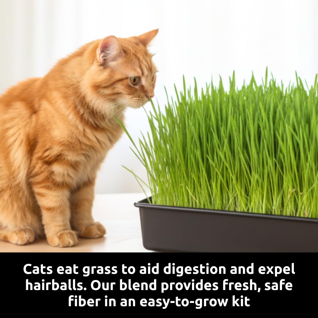 Cat Grass Growing Kit - Gift for Cat Owners & Pet Lovers - Organic Seed, Jute Grow Mats, 10 x 10 Container - Great for Indoor/Outdoor Pets - Pet Grass - Complete Set - No Tools Required