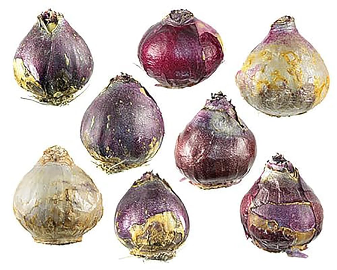10 Aida Hyacinth Bulbs – Large 16-17cm Bulbs for Stunning Violet-Blue Blooms – Fragrant Spring Flowers Ideal for Gardens, Borders, and Containers