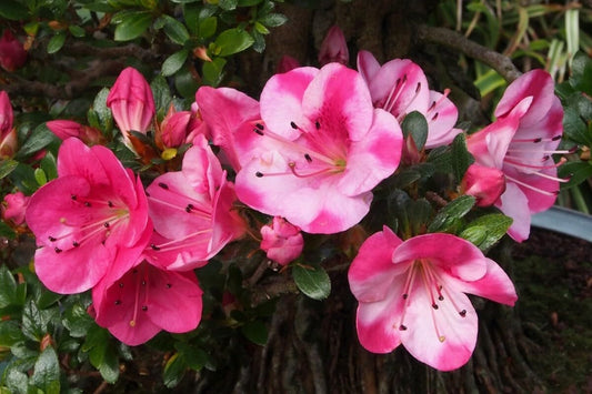 Live Plant - KOBAI 2 Azalea Rhododendron Deciduous Starter Plant Stunning BI-Color Blooms