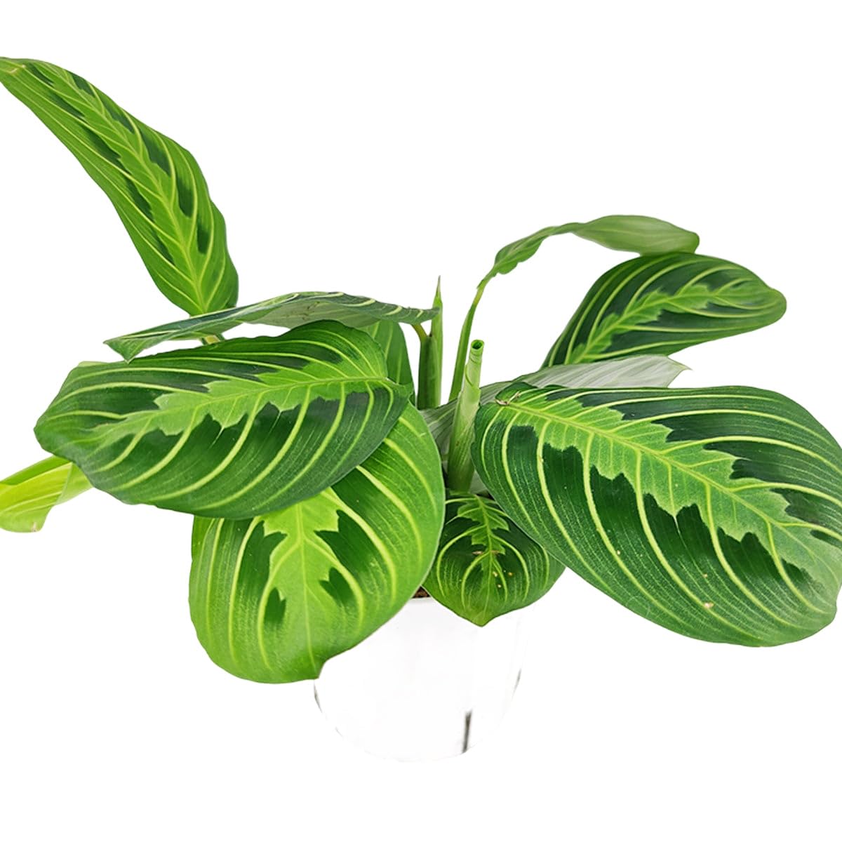 Maranta Lemon Lime (4 inch) - Lucky Houseplants - 4/6 inch Unique Live Decorative Houseplants - Easy to Care Indoor Plants, Perfect for Office, Home & Feng Shui Decor