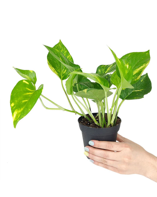 Golden Pothos (4" Grower Pot) - Trailing Easy to Grow Houseplant - Best Air-Purifying Houseplant for Home and Office Decoration