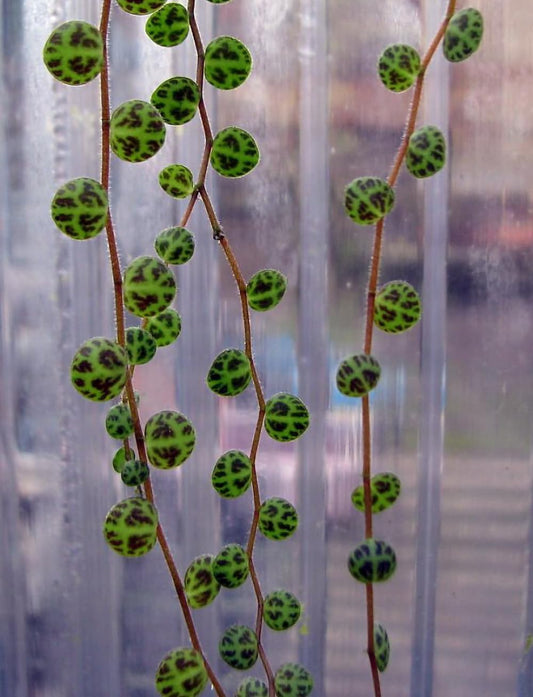String of Hearts/Turtles/Peace Sign/Cross - Peperomia prostrata- 2.5" Pot
