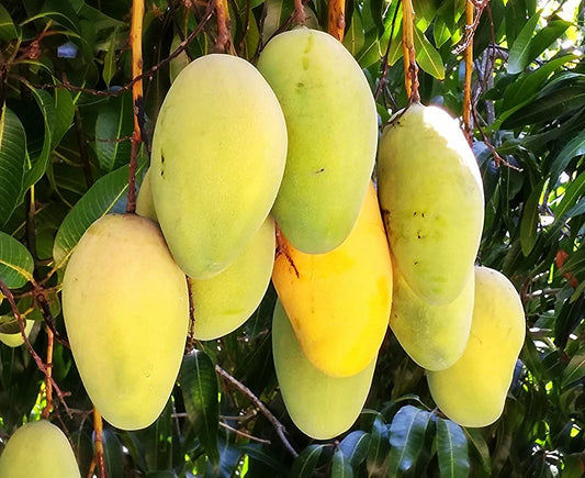Grafted Mango Tree - Live Fruit Tree in a 3 Gallon Pot - Variety is Grower's Choice Based on Season, Health and Availability - Tropical Edible Fruit Bearing Tree