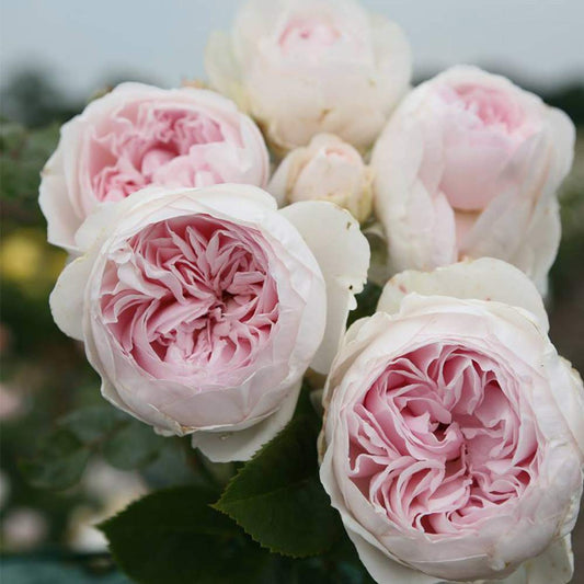 Heirloom Floribunda Roses, Live Own Root Plant for Outdoor Garden, Parfuma® Earth Angel, Exceptionally Fragrant, Hardiness Zones: 5-9, Continual Blooming