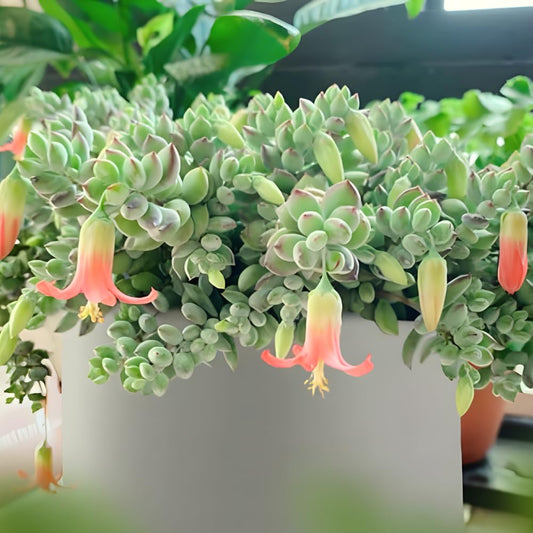 Cotyledon Pendens Succulent Plant Live | 2 Inch Pot Rare Trailing Variety Houseplant for Indoor Growing and Collections