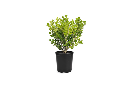 Japanese Boxwood | 1 Live 4 Inch Pot | Buxus Microphylla | Formal Evergreen Low Maintenance Hedge Plants