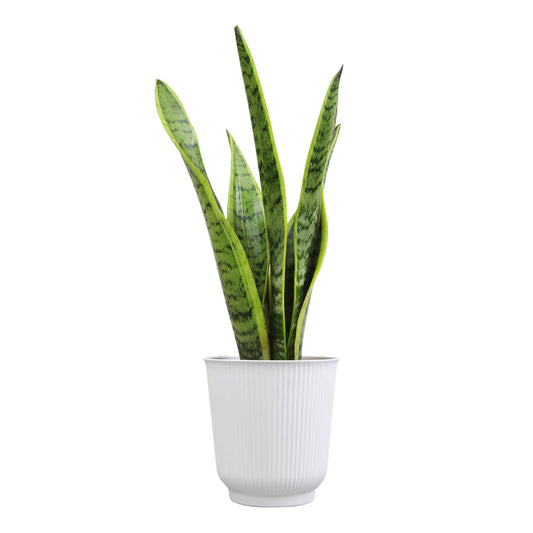 Altman Plants Sansevieria Laurentii Snake Plants (Approx. 10" Tall) in White Planter, Variegated Snake Plant Decor, Easy Plant Gift & Desk Plant, Live Snake Plant Live Indoor with Pot, Air Purifying