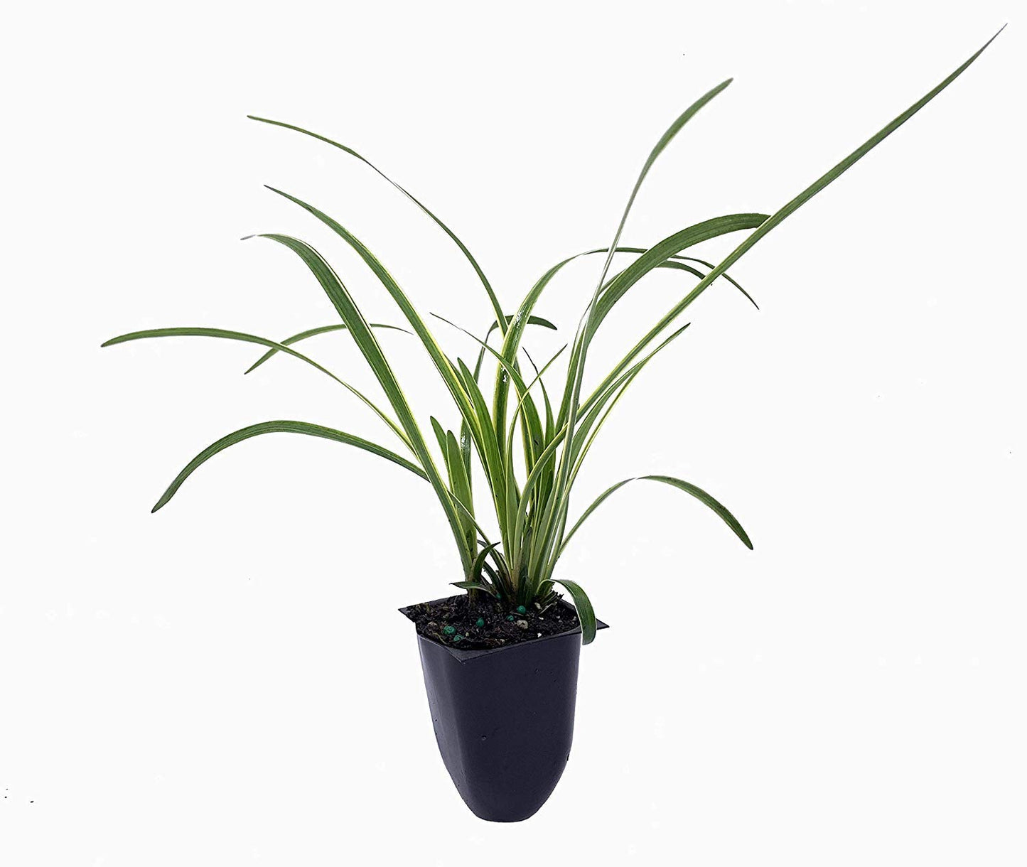 Variegated Liriope | 40 Live Plants | Liriope Muscari Variegata | Ornamental Ground Cover Plants | Evergreen Foliage