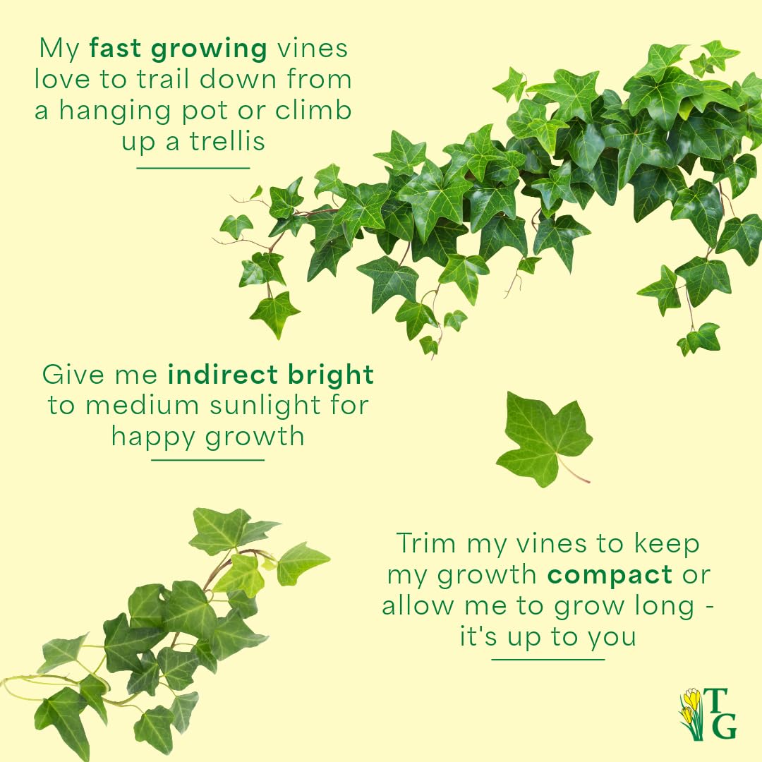 Thorsen's Greenhouse Live Green English Ivy Plant, Hedera Helix, Natural Air Purifier, Easy to Grow, Live Indoor Houseplant, 4" Diameter Pot (Lavender)