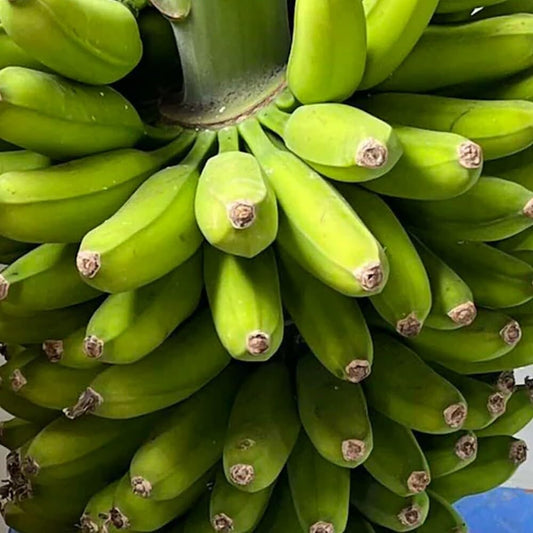 Live Plant - Musa Mona Lisa FHIA 02 Banana Tree Strawberry Flavor. 10 Plants