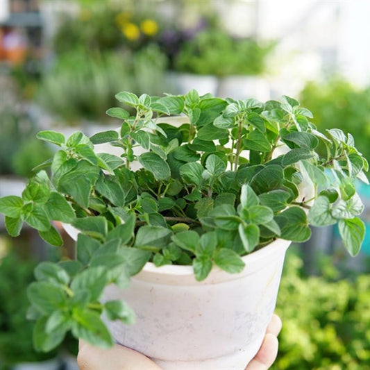 Set of 4 Greek Oregano Plants Live for Indoor Outdoor, Culinary Herb for Planting, 4-7 Inches Tall, Oregano Mint Plants Live