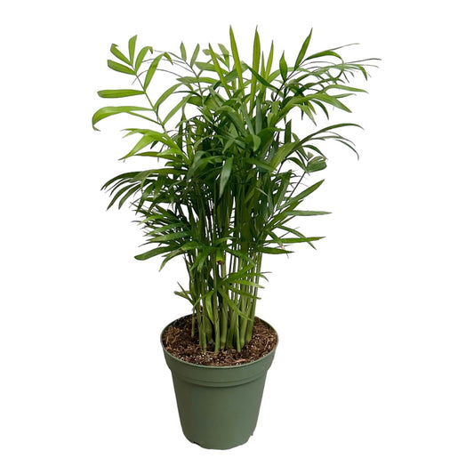 Hopewind Plants Shop Parlor Palm, Pet-Friendly, Air Purifying Plant, Live Indoor Plant, Neanthe Bella Palm, Easy Care and Easy to Grow and Low Maintenance Live Houseplant in 4 inch Pot