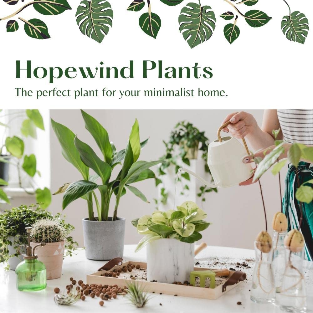 Hopewind Plnats Shop - Philodendron Live Plant, Air Purifying, Easy Care, Easy to Grow, Rare Variety, Live Indoor Plant, 4 inch Pot (Philodendron Pink Princess)