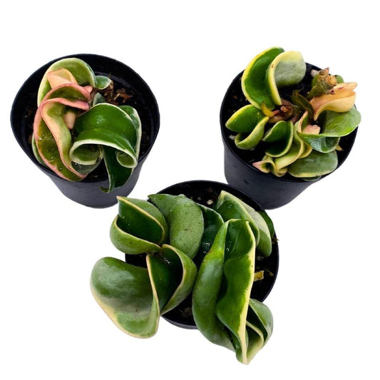 BubbleBlooms Hoya Variegated Hindu Rope 2 inch Set of 3 Crinkle Wax Plant Porcelain Flower Tiny Mini Pixie Plants