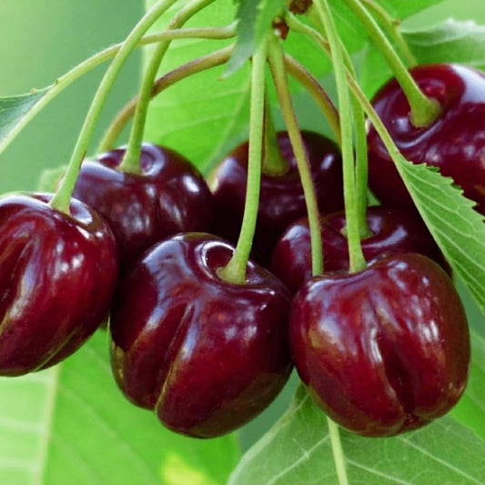 Combo 3 Barbados Cherry Trees Live Plants, Fast-Growing for Spring Planting, Starter 4-7" Tall Edible Red Cherry Tree for Outdoor