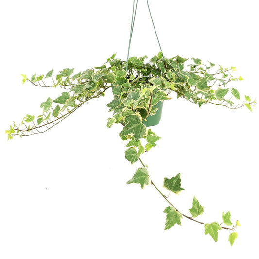 Glacier English Ivy (6 inch) - Air-Purifying Houseplants - 4/6 inch Unique Live Decorative Houseplants - Low-Maintenance Indoor Plants, House Warming Gift, Natural Air Purifier