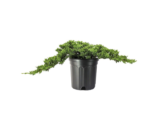 Procumbens Nana Juniper | 3 Extra Large Trade 3 Gallon Plants | Lush, Low-Growing Evergreen, Ideal for Ground Cover, Bonsai, Topiary, and Landscape Design, Hardy & Drought Resistant