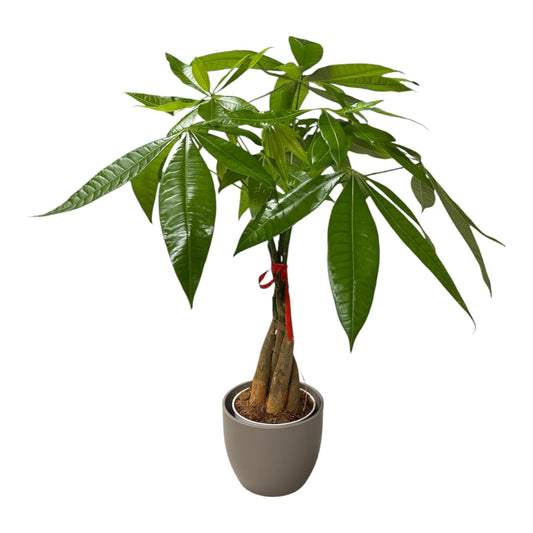 Hopewind Plants Shop Money Tree Live Plant | 14-22 Inches Tall Bonsai | Easy to Grow Indoor Houseplant | Home, Office, or Room Decor | Birthday, Housewarming Gift (Slate)