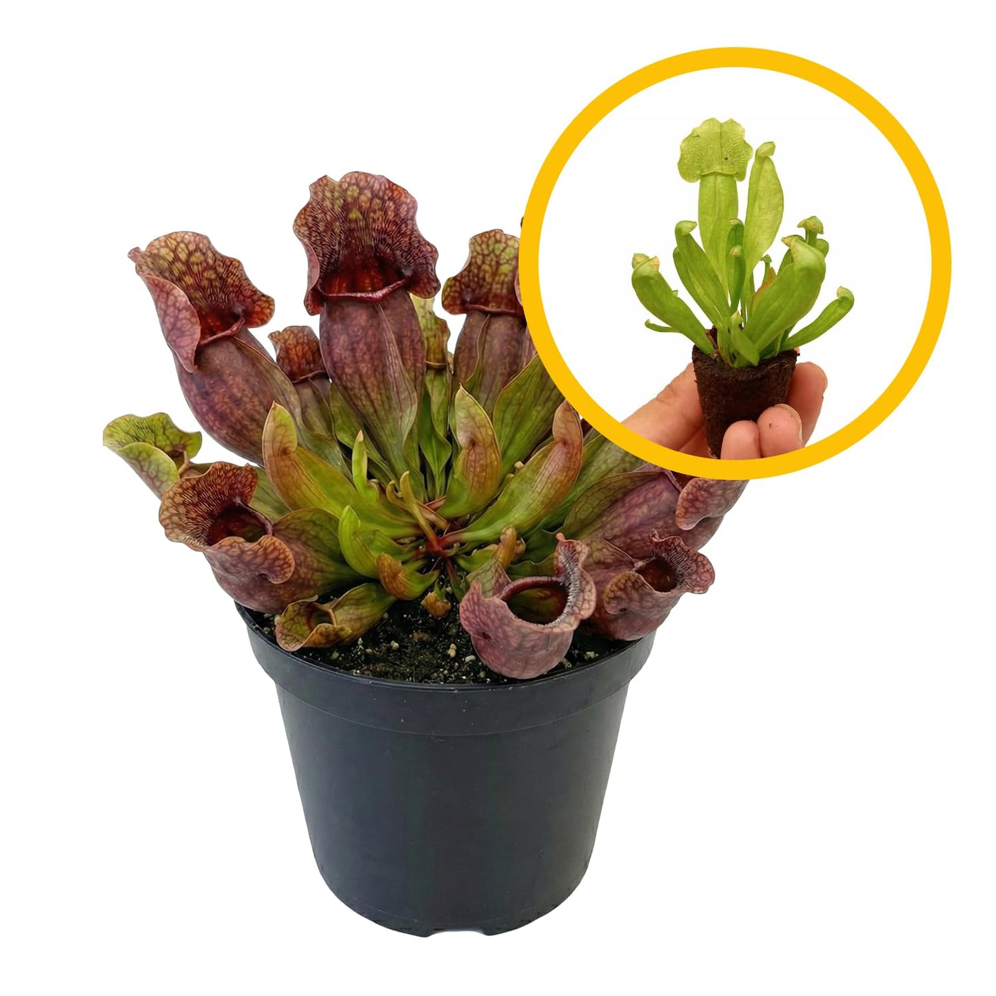 ragnaroc Sarracenia Purpurea SSP. Venosa 2-4" (Purple Pitcher Plant) 4ct – Live Plant for Indoor Outdoor Use, Carnivorous Plants – Live Arrival Guaranteed