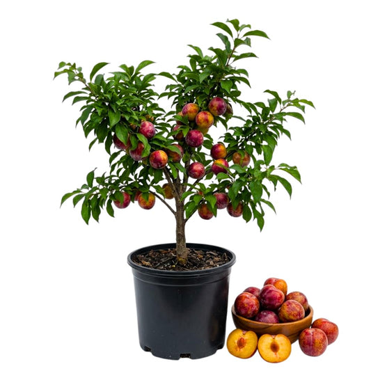 Pluot Tree, 1.5 Years Old Pluot Plant Live, Sweet Plum for Planting, 1-2 Feet Tall, Well Rooted in 3 Gallon Pot, Ideal for Backyard and Outdoor Garden, No Ship to CA