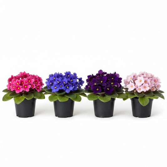 African Violet Plant, Live African Violet Flowers in 4'' Pot, Low-Maintenance Indoor Flowering Plant with Vibrant Blooms (Mix Blooms)