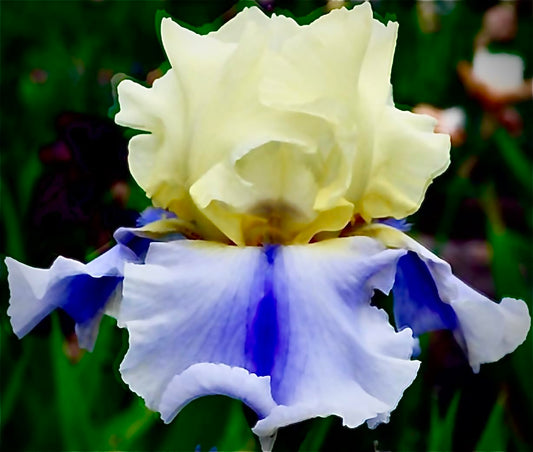 Superb Bearded Iris - 'Easter Candy' - (1) Premium Rhizome