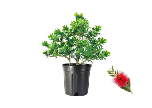 Little John Dwarf Bottlebrush | 1 Large Trade Gallon Size Plant | Callistemon Compact Heavy Blooming Shrub