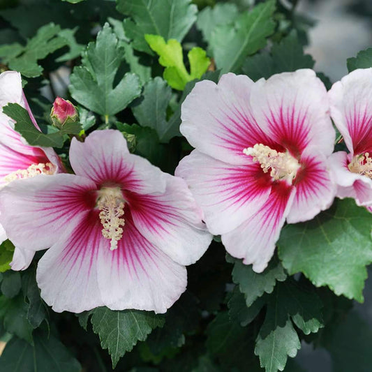 Paraplu Pink Ink® Hibiscus - Rose of Sharon - Proven Winners - 4" Pot