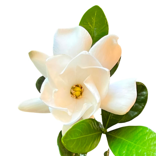 Buttons Gardenia Plant, Live White Flowering Shrub for Garden and Landscape, Indoor and Outdoor Growing (2 Gallon/Potted/Single Plant)