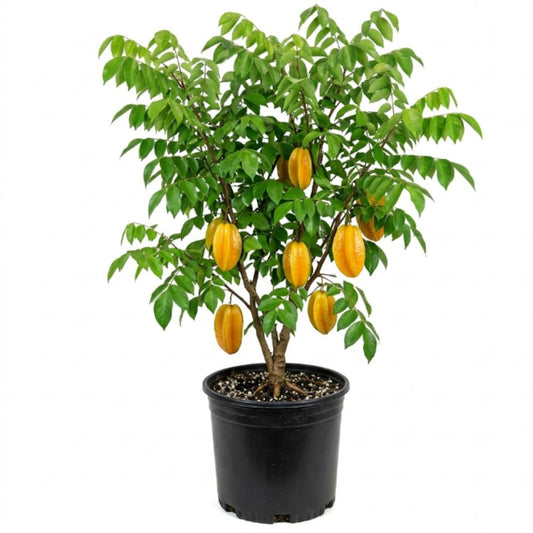 Starfruit Tree in 3 Gallon, Grafted Starfruit Fruit Plants Live for Planting Outdoors, No Ship to CA