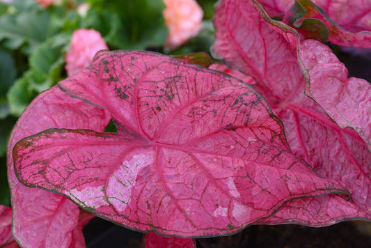 6 Fannie Munson Caladium Bulbs for Planting - Perennial Hosta, Elephant Ears, Fancy (6 Bulbs)