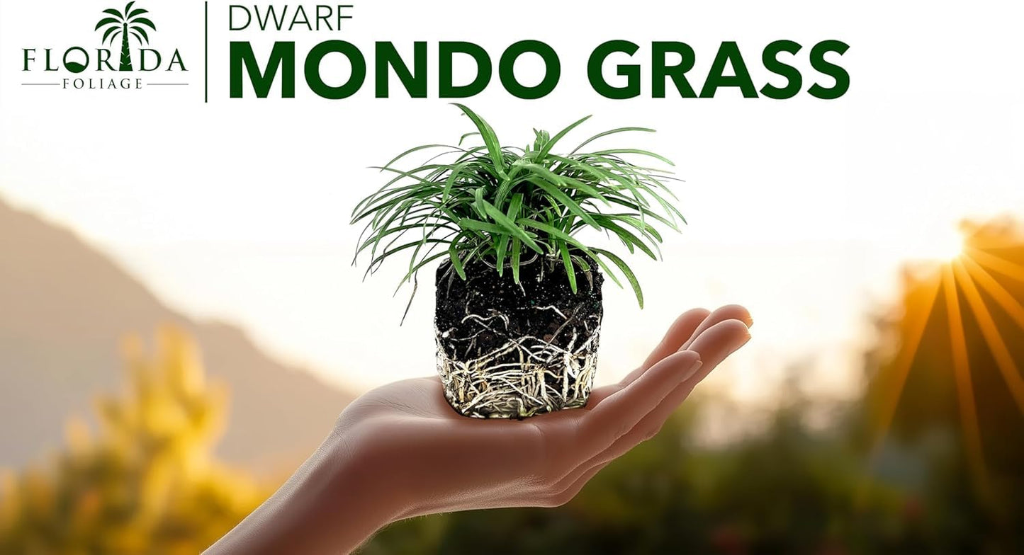 Dwarf Mondo Grass | 10 Large 4 Inch Pots | Ophiopogon Japonicus Nanus | Live Evergreen Shade Loving Groundcover