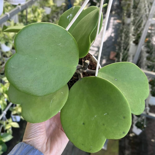 Green Hoya Kerrii Plant Live in 4-Inch Pot | Heart-Shaped Leaf Succulent | Unique Indoor Houseplant Gift for Home or Office Décor