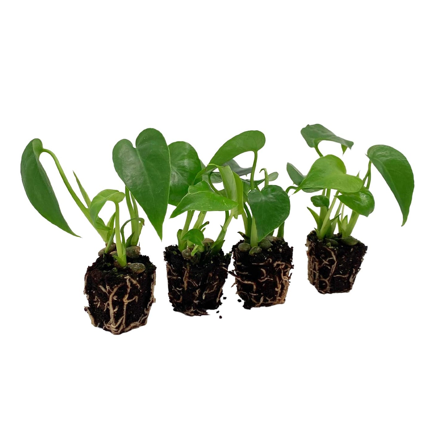 ragnaroc Monstera Deliciosa 2-4" 8ct – Live Plant for Indoor Outdoor Use, Garden & Landscaping – Live Arrival Guaranteed