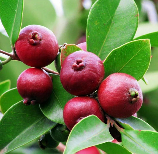 Live Plant - Strawberry Guava Tree/Bush (Cattley Guava) - 12-30" Tall Live Plant - 6" Pot