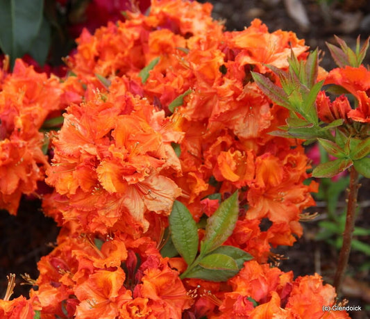 Live Plant - GibraltarAzalea RhododendronWell Rooted Starter Plant