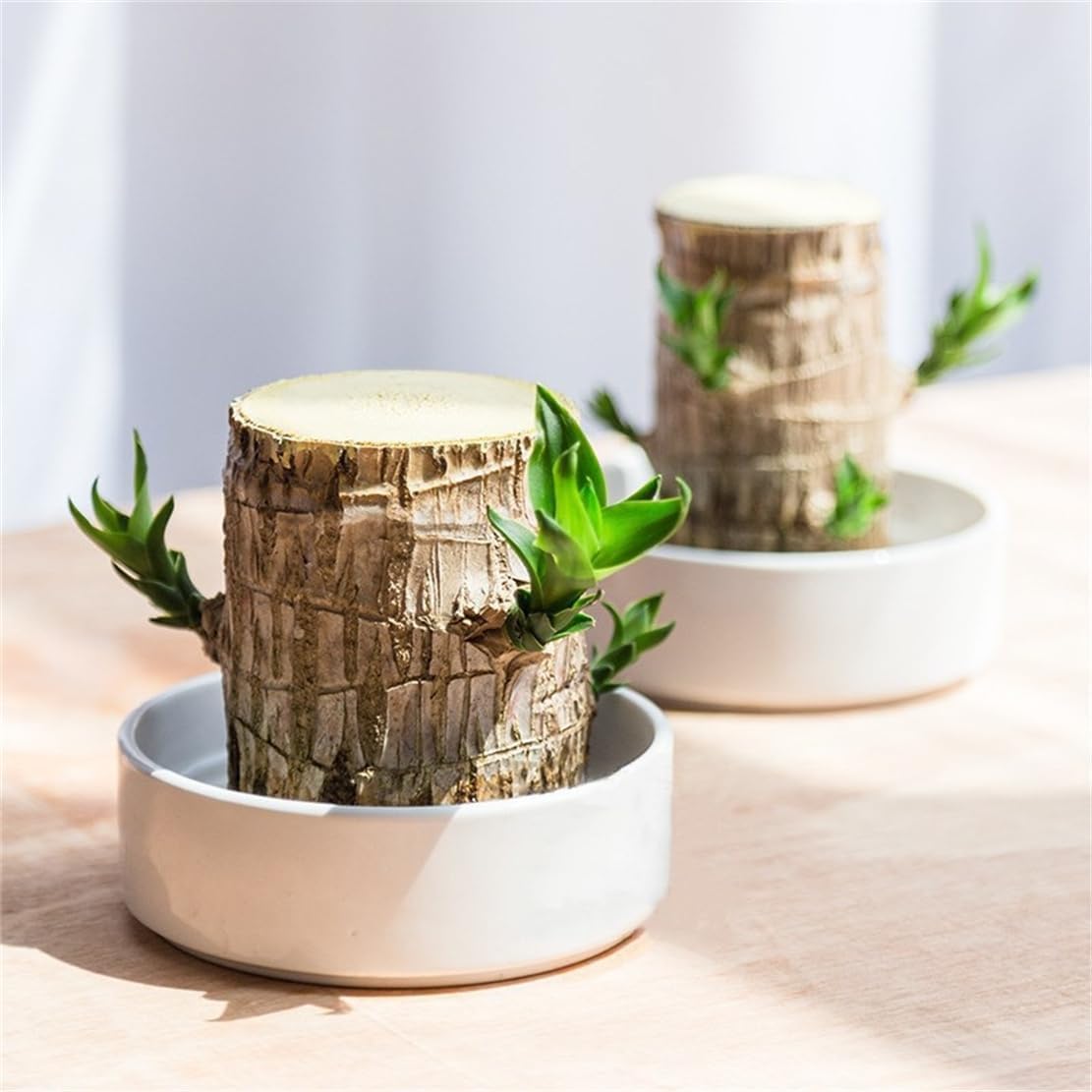 Brazilian Lucky Wood，Easy to Maintain and Purify the Air Brazilian Wood，Suitable for Living Rooms, Kitchens, Bedrooms, Desks, and Outdoor Gardens (AD)