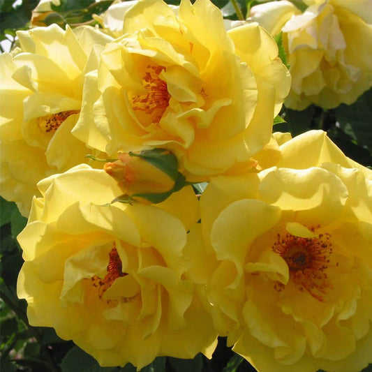 Heirloom Climbing Roses, Live Own Root Plant for Outdoor Garden, Golden Gate™, Moderately Fragrant, Hardiness Zones 5-10, Repeat Blooming