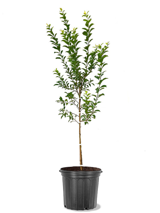 American Plant Exchange Methley Plum Tree, 5 Gallon Pot, 3-4ft Tall, Large Outdoor Landscape Garden Plant, Live Fruiting Plant, Easy-to-Grow Variety with Sweet Juicy Plums