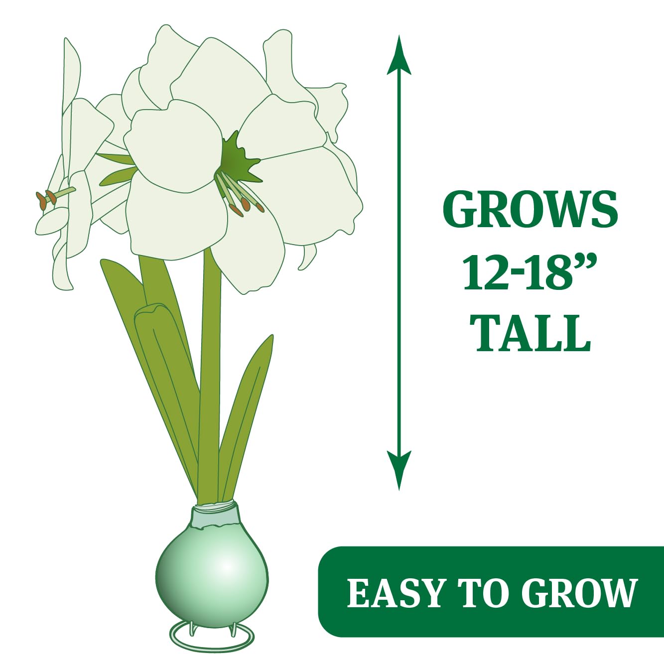 Spring Waxed Amaryllis 3-Pack Variety Collection, White, Purple, Pink Base Flower Bulbs with Stands, Grow Real Blooming Indoor Spring Flowers, No Water Needed