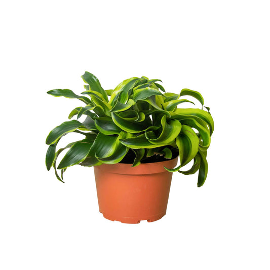 Dracaena 'Tornado' | Live Plant for Indoor & Outdoor | for Living Room, Office, Bathroom | (6" Pot)