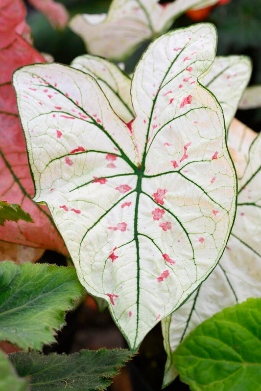 6 Cranberry Star Caladium Bulbs for Planting - Perennial Hosta, Elephant Ears, Fancy (6 Bulbs)