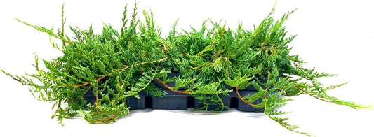 Bar Harbor Juniper | 1 Live 4 Inch Pot | Juniperus horizontalis 'Bar Harbor' | Perfect Lush Ground Cover & Landscape Accent | Drought Resistant & Low Maintenance