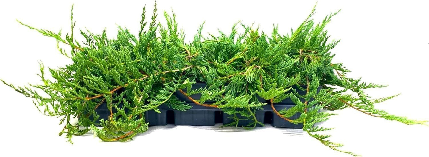 Bar Harbor Juniper | 5 Live 4 Inch Pots | Juniperus horizontalis 'Bar Harbor' | Perfect Lush Ground Cover & Landscape Accent | Drought Resistant & Low Maintenance