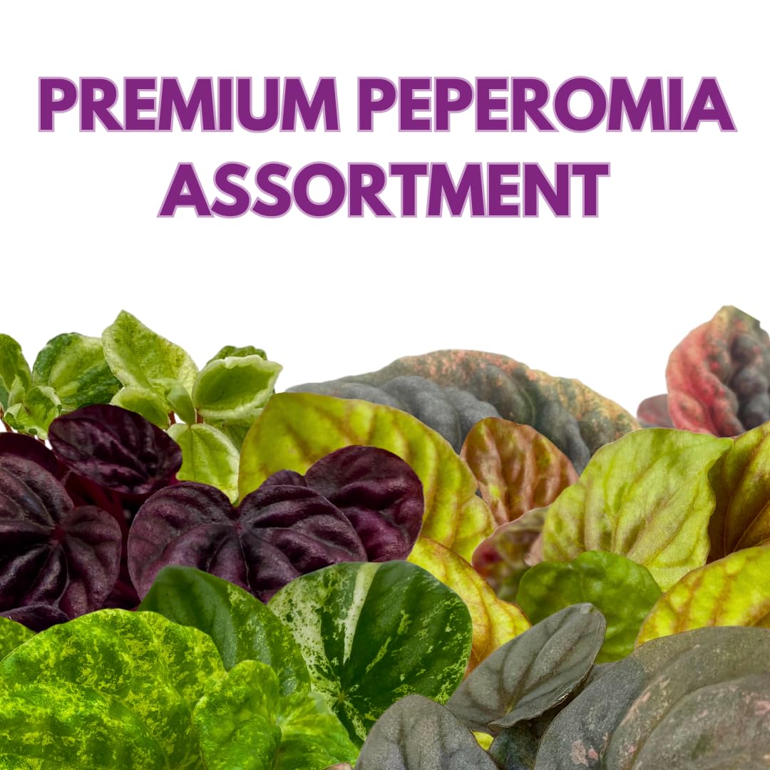 Harmony Foliage Rare Peperomia Premium Assortment Set of 3 in 2 inch pots