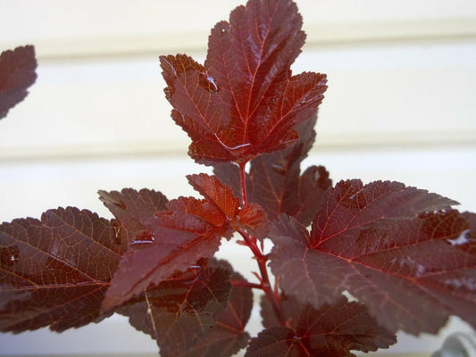 Live Plant - 3 Crimson Diabolo Ninebark Shrubs/Bushes - Live Plants - 6-12" Tall - 2.5" Pot